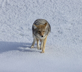 Yellowstone Winter Images 2022, West Yellow Stone, Geysers, Bison, Snow, Ice, Waterfalls Coyotes, Swans, Volcanic Features
