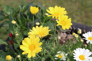 field of flowers