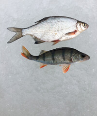 Fishing trophy in winter fishing - freshly caught perches on ice. Russian perch, winter fishing, freshly caught fish