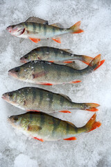 Fishing trophy in winter fishing - freshly caught perches on ice. Russian perch, winter fishing, freshly caught fish