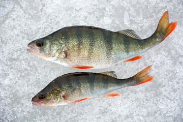 Fishing trophy in winter fishing - freshly caught perches on ice. Russian perch, winter fishing, freshly caught fish