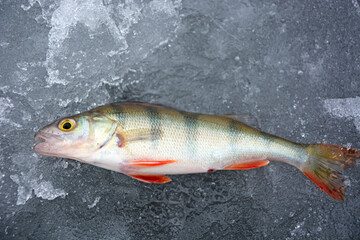 Obraz premium Fishing trophy in winter fishing - freshly caught perches on ice. Russian perch, winter fishing, freshly caught fish