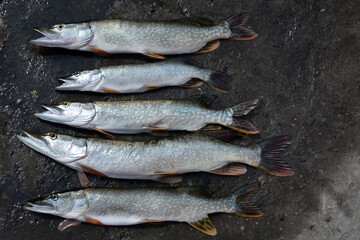 Fishing trophy on summer fishing - freshly caught pike lie on the grass.