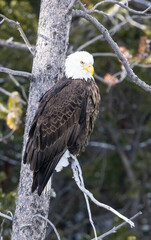 Yellowstone Winter Images 2022, West Yellow Stone, Geysers, Bison, Snow, Ice, Waterfalls Coyotes, Swans, Volcanic Features