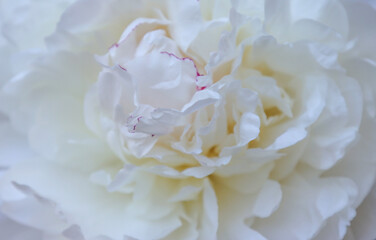 White peony flower.