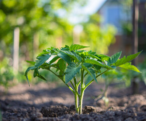 Beautiful green tomato bush on the background of a sunny garden. Young tomato seedlings growing in the open ground on a bed, shallow depth of field