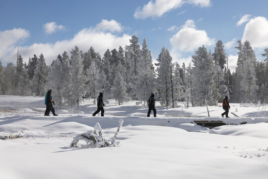 Yellowstone Winter Images 2022, West Yellow Stone, Geysers, Bison, Snow, Ice, Waterfalls Coyotes, Swans, Volcanic Features