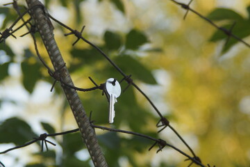spotted woodpecker