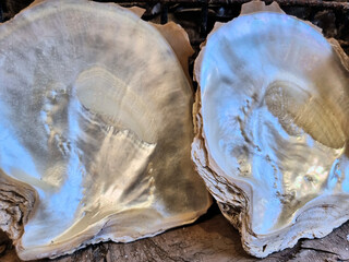 Empty used oyster shells showing Mother of Pearl interior