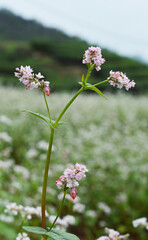 Close up photo of pastel pink buckwheat flower in the background of the whole field
