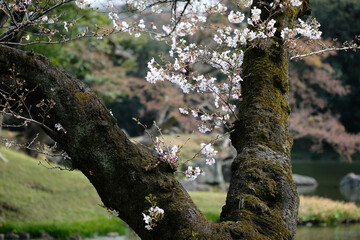 春の東京の小石川後楽園の桜