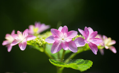 暗い背景に紫色の額紫陽花がアップで写っている写真