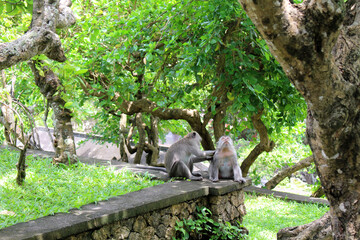 Monkeys cleaning each other in Uluwatu, January 2022.