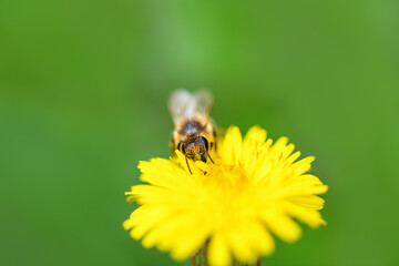 Bee and flower. Close up of a large bee collecting pollen on yellow flower on a green background. Summer and spring backgrounds