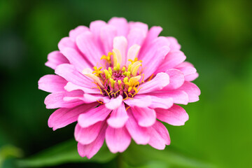Obraz premium Close-up pink zinnia flower. Spring and summer background