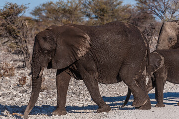 A herd of African Elephants passing along an unpaved country road in Namibia