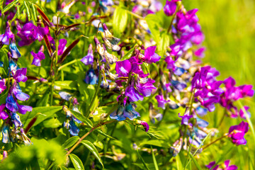 flowering of the mouse forest pea or Alboroseus in the rays of the summer sun