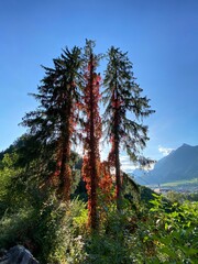 Schlinglberg Schwaz Inntal Tuxer Alpen Tirol Österreich im Spätsommer Herbst 