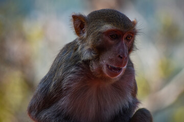 さる（ミャンマーのタウンカラにて）