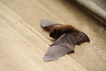 Whiskered bat, Myotis mystacinus. Bieszczady Mountains, Carpathians, Poland.