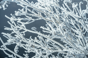 Frozen tree branches covered with white snow. Beautiful winter wonders of nature. Winter background