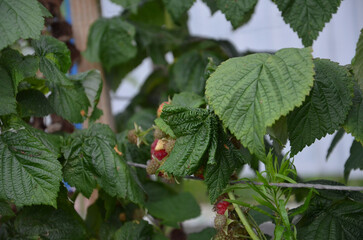 Branch of ripe raspberries in garden. Red sweet berries growing on raspberry bush in fruit.