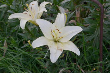 Fototapeta na wymiar White bells in the garden, white flowers