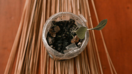 small plants grown in used bottles