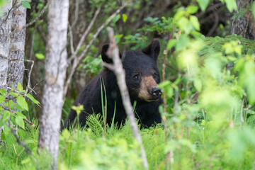 Obraz na płótnie Canvas Black Bear Northern Canada