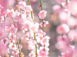 満開の枝垂れ梅の花、淡いピンクの前ボケあり