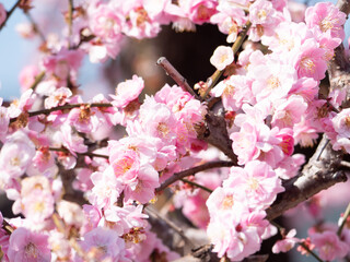 Fototapeta na wymiar 満開の美しいピンクの梅の花