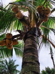coconut palm tree