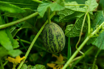 Watermelon is a sweet and refreshing low-calorie summer snack