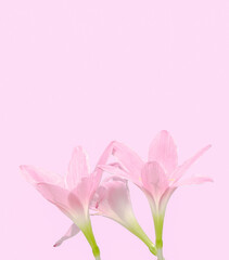 Background with pink flower on pink background with copy space