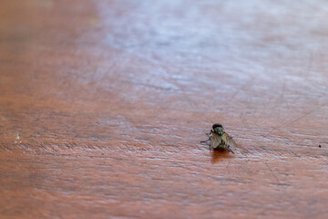 Insect fly. Close-up fly on wooden boards. Insect on wood.