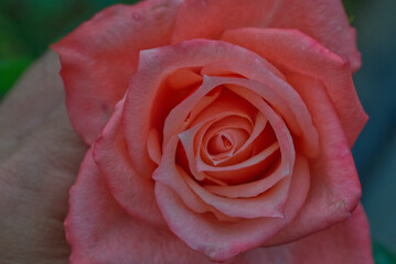 Swirling pattern of rough white red rose petal surface