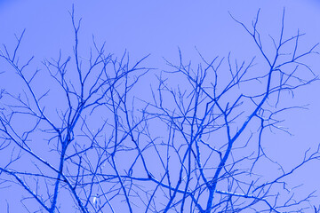 Glowing old and dry tree branches over blue sky