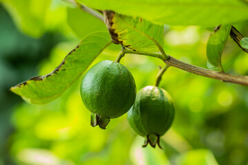 The green Guava is a common tropical fruit in asia regions