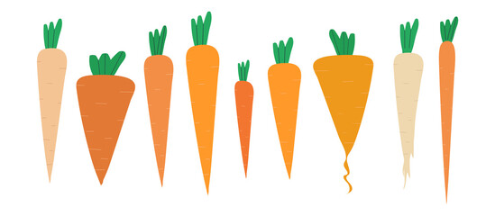 A set of carrots of different varieties. Flat vector illustration. EPS10