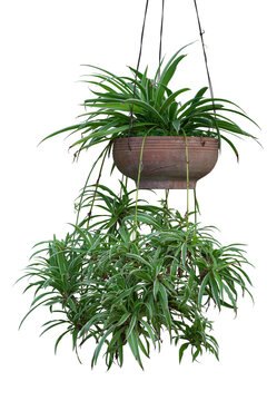 Spider Plant or Chlorophytum bichetii (Karrer) Backer hanging in brown pot isolated on white background included clipping path.