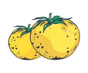 Two juicy yellow tomatoes. Vegetable Tomato isolated on white background. Flat vector style. EPS 10