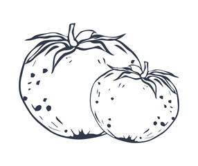 Two tomatoes without color, isolated on a white background. Flat vector style. EPS 10