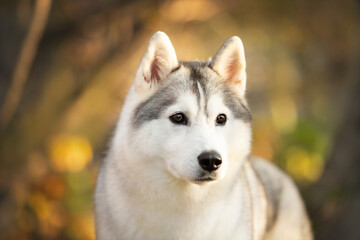 Portrait of gray and white siberian husky dog in the forest in autumn