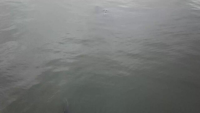 Overhead view of Common dophins in dark water