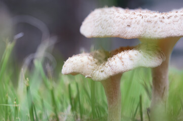 森の中の美しいキノコのクローズアップ写真