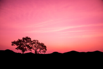 Amazing sunset and sunrise.Panorama silhouette tree in africa with sunset.Tree silhouetted against a setting sun.Dark tree on open field dramatic sunrise.