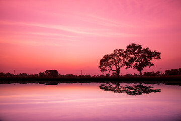 Amazing sunset and sunrise.Panorama silhouette tree in africa with sunset.Tree silhouetted against a setting sun.Dark tree on open field dramatic sunrise.