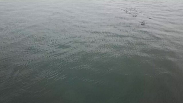 Lovely dophin family hanging out in dark waters