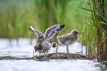 birds on the lake shore