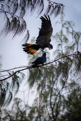Black Cockatoo's fighting in a tree